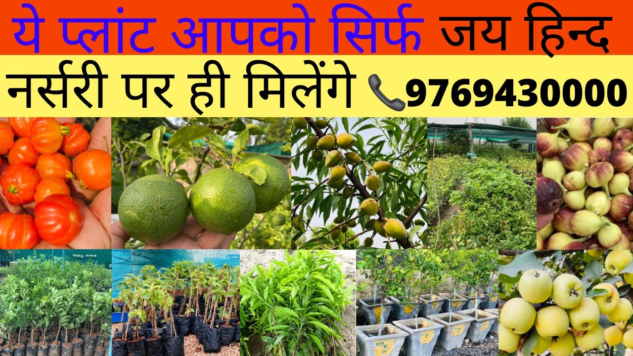 ये प्लांट आपको सिर्फ जय हिन्द नर्सरी पर ही मिलेंगे 📞9769430000