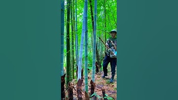 🎋 Satisfying Bamboo Cutting! ⚡ Sharp Machete Precision | ASMR #shorts #shortsfeed #shortvideo