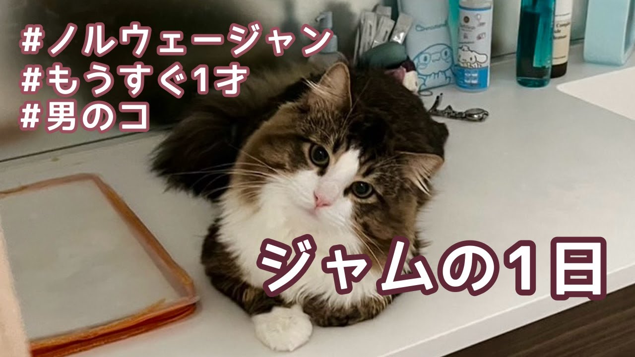 【ゆるっと流し見】ジャムの1日