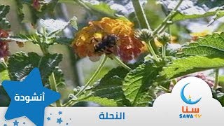 النحلة - إيقاع - من ألبوم الطفل والبحر | قناة سنا SANA TV