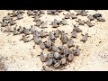 Hawksbill Sea Turtles Hatching