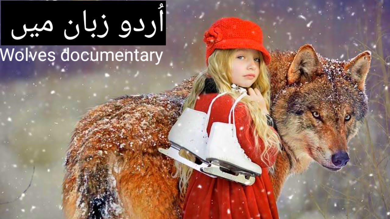 Wolves facts Interesting and amazing information documentary in urdu