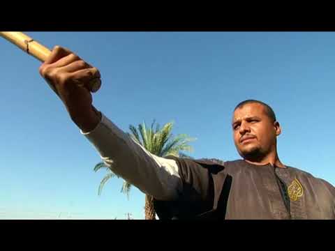 هذا الصباح التحطيب ثقافة مصرية من المبارزة إلى الفولكلور