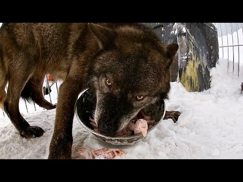 Волк съел 10 кг за раз, The wolf ate 10 kg at a time.