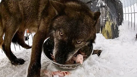 Волк съел 10 кг за раз, The wolf ate 10 kg at a time.
