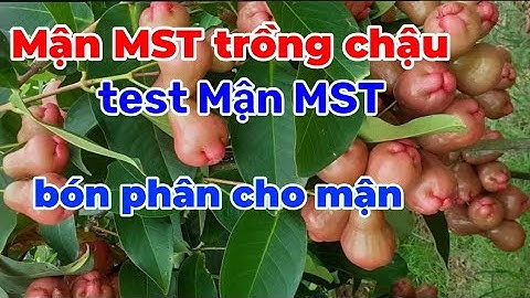 Mận Hồng Sóc Trăng( mận MST) trồng chậu, cách trồng và chăm sóc cây mận trong chậu.