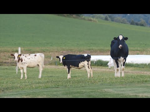 Pursuing a Dream: Forest Ridge Holsteins