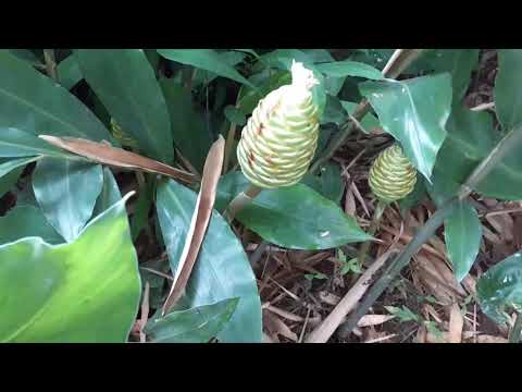 Video: Flor Tropical En El Corazón De Singapur