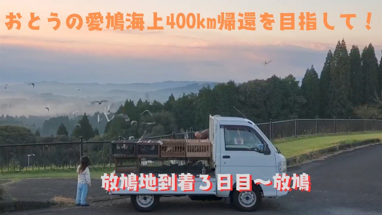 レース鳩　放鳩地到着３日目〜放鳩！