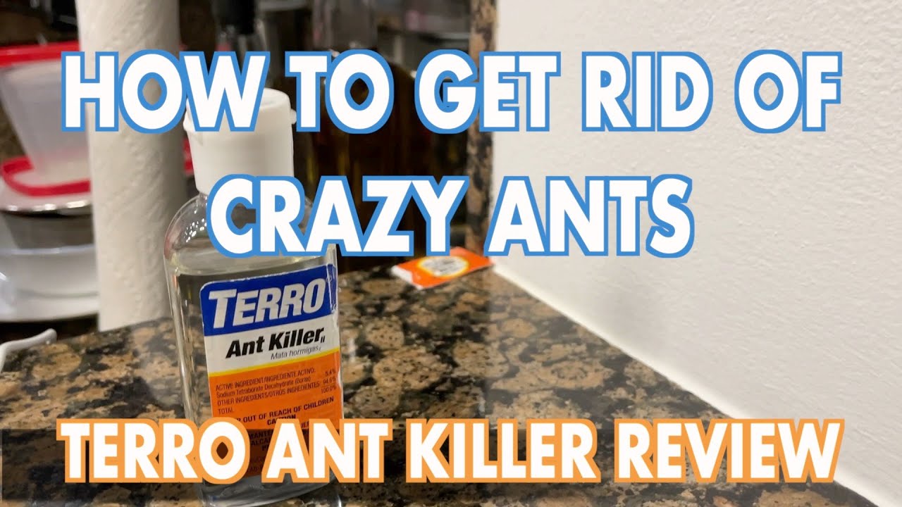 TERRO Ant Killer Bait - Kills Crazy Ants -Review 