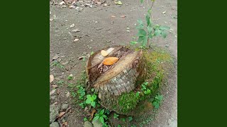 Cintaku cuma satu