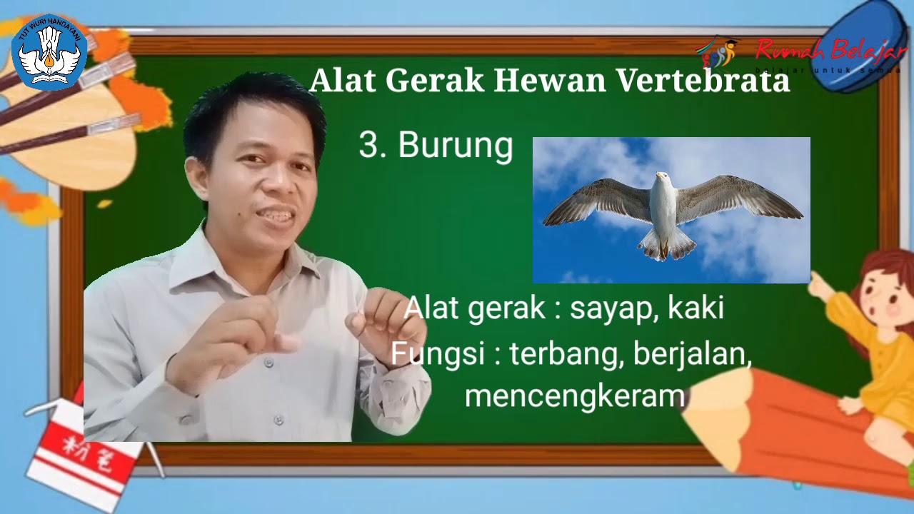 Video Pembelajaran Alat  Gerak  Hewan  YouTube