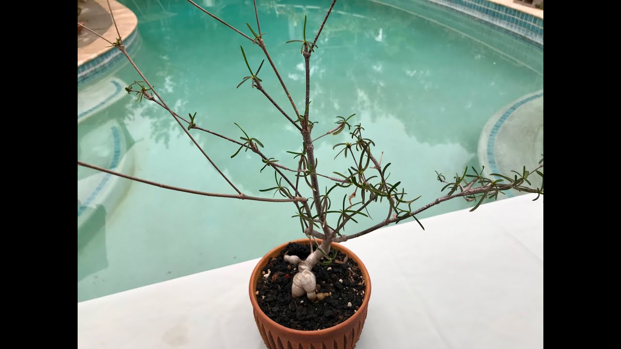 Euphorbia hedyotoides, самый редкий каудициформный молочай - Эпизод 110