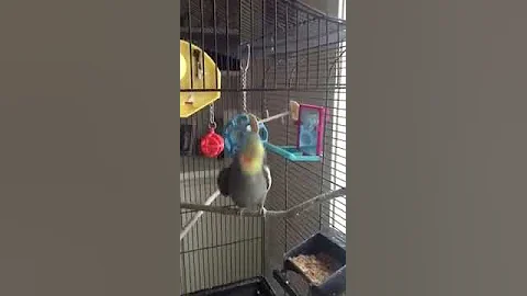 Cockatiel dancing