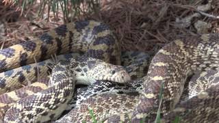 Bullsnake Mating
