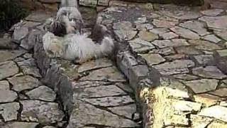 Biyok-Hundefamilie spielt im Garten 2