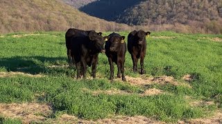40 Beef Cattle Management Practices Worksheet - combining like terms ...