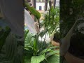 #UTS #flowers #nature #fyp