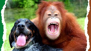 The World's Most Unlikely Animal Relationships | Animal Odd Couples | Real Wild