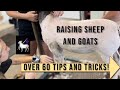 Tips and tricks for raising sheep and goats  over 60 tips