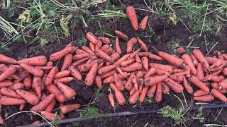 Морква для зберігання СВ 7381 F1 - відмінна товарність і висока продуктивність, краще від Seminis