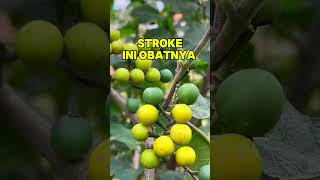 Download Lagu Beroerte‼️Dit is het medicijn #beroertebehandeling #geneeskrachtigeplanten #kruidenplanten #genee... MP3