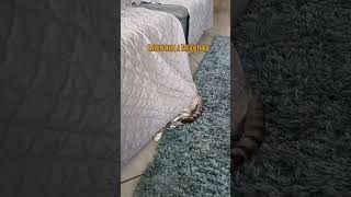 Encontrem A Pituquinha