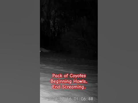 Coyote Sounds Howling Screaming Yipping Sound Family Pack #trailcam #