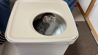【アイリスオーヤマ】匂わない！砂飛び散らない！新作猫用システムトイレ正直レビュー