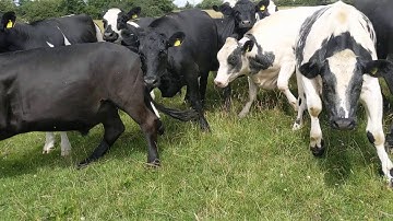GETTING CHARGED BY COWS (ALMOST TRAMPLED!!!)