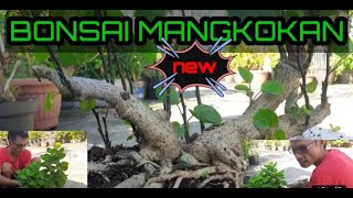 Membuat Bonsai Mangkokanbonsai Mangkokan Juara