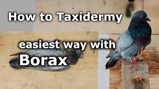 Beginners Taxidermy | Pigeon taxidermy with borax