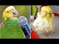 Smart and funny parrots parrot talkings compilation 2024  cute birds 22