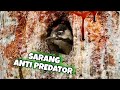 Burung Api : Mempunyai Jebakan Sarang Untuk Mengatasi Predator