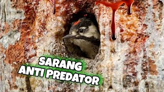 Burung Api : Mempunyai Jebakan Sarang Untuk Mengatasi Predator
