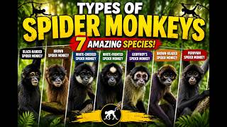 7 Types of Spider Monkeys You Should Know | Amazing Spider Monkey Species Explained
