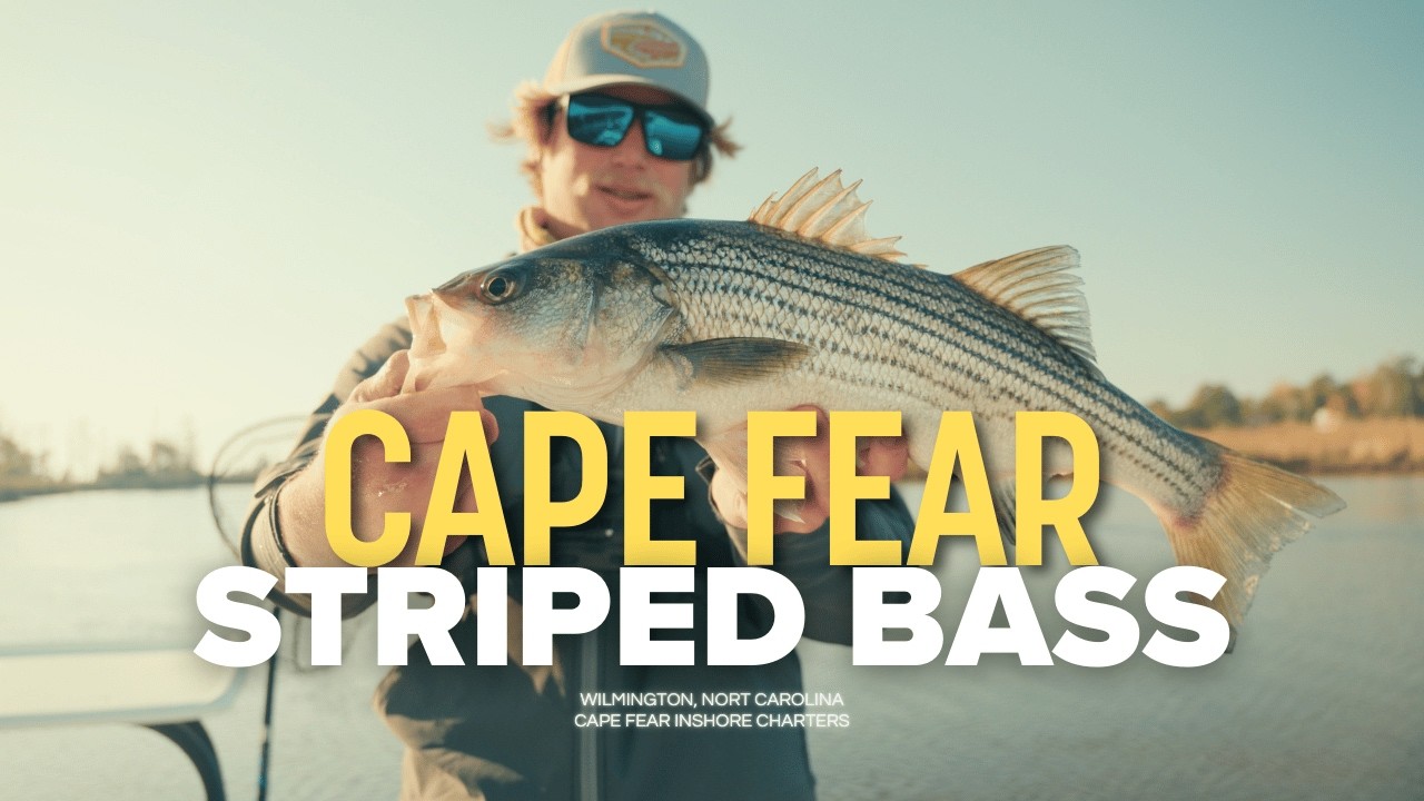 Winter Time Striped Bass | Cape Fear River, North Carolina