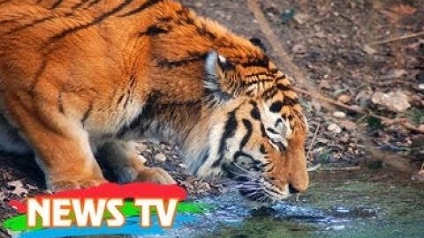 Top 10 loài động vật có nguy cơ tuyệt chủng