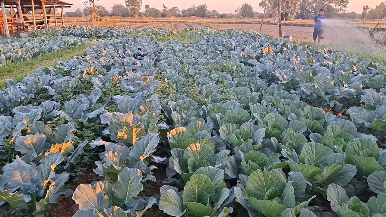 เก็บผลผลิตทุกวันความสุขของคนทำสวนคือมีรายได้ในทุกๆเช้า