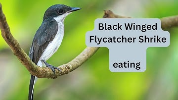 Black wing flycatcher shrike eating on a tree branch