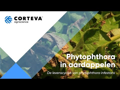 Video: Hoe om te gaan met Phytophthora op aardappelen?