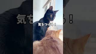 大事な話がある！#shorts #猫 #cat #黒猫 #茶トラ