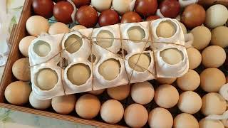 как увеличить количество закладываемых яиц в инкубатор Матрица Дели, простой способ. Мыть ли яйца?