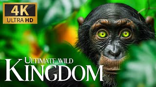 Ultimate Wild Kingdom 🐾 Relaxation Film with Peaceful Relaxing Music, Nature Video & Real Sound