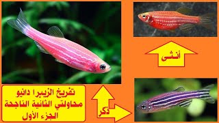 تفريخ سمك الزيبرا دانيو .. Zebra Danio Breeding .. المحاولة الثانية الناجحة الجزء الأول