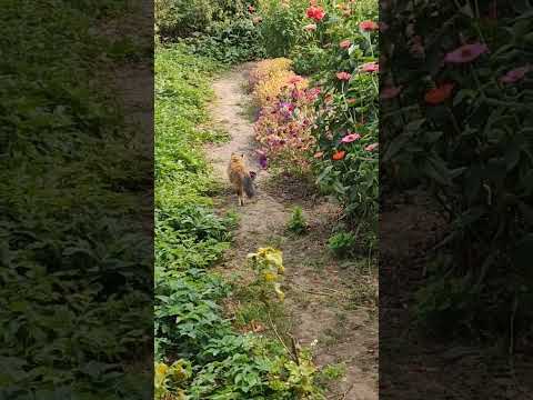 #кот #кошка #котики #забавныеживотные #забавныекотики #shorts #shortsvideo