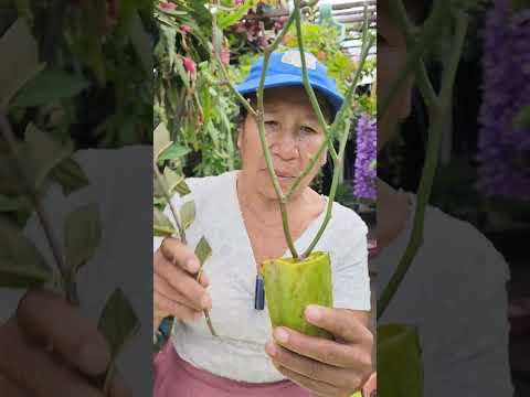 Video: Plantas de saúco cultivadas en contenedores: cuidado de las bayas de saúco en macetas