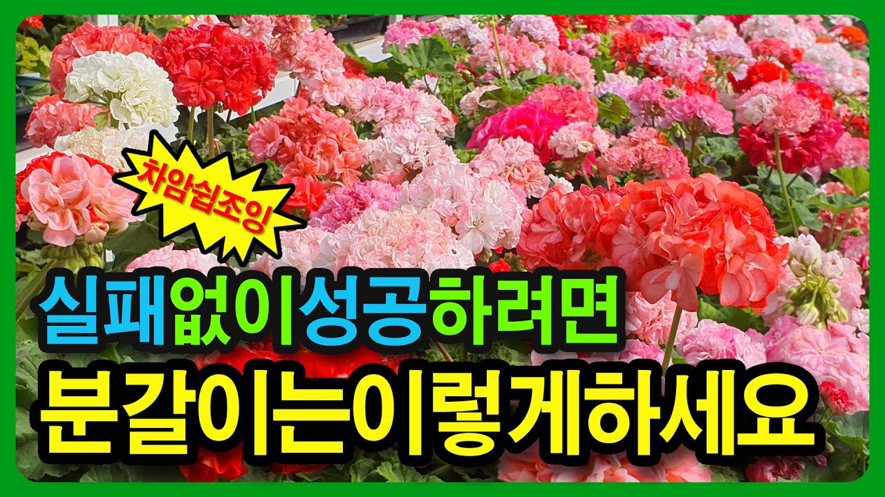 이렇게 해야 죽이지 않고 살릴 수 있습니다. 제라늄 분갈이 모든것은 한방에 해결됩니다.