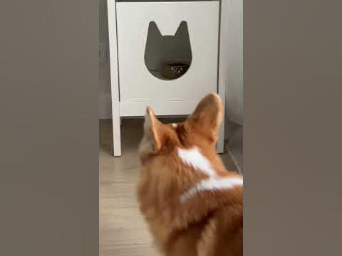 Кошки против собак - YouTube