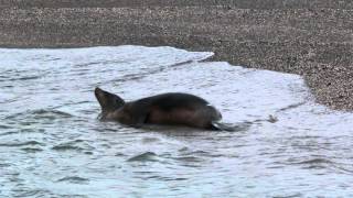 Galapagos sea lion